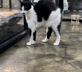 한국 고양이 무료분양