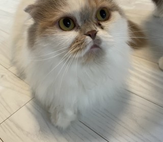 스코티쉬 폴드 무료분양