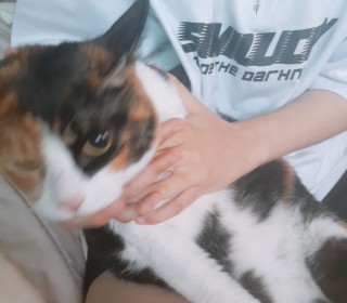 한국 고양이 무료분양