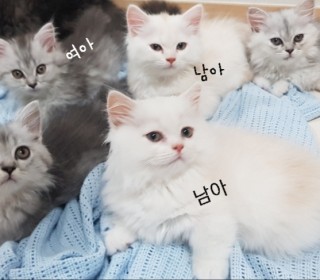 기타 무료분양
