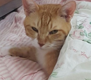 한국 고양이 무료분양