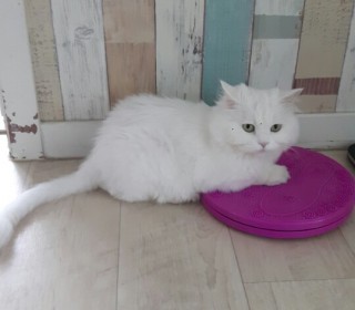 페르시안 무료분양
