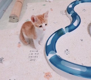 한국 고양이 무료분양