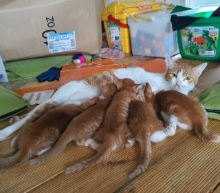 한국 고양이 무료분양