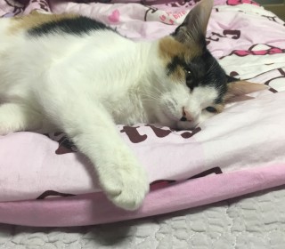 한국 고양이 무료분양