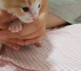 한국 고양이 무료분양