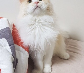 페르시안 무료분양