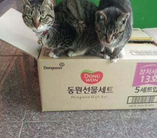 한국 고양이 무료분양