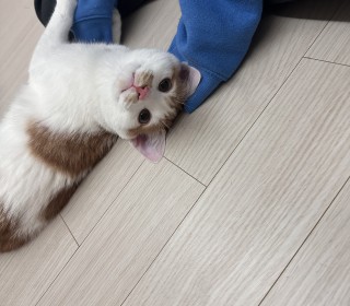 한국 고양이 무료분양