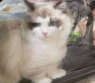 렉돌 무료분양