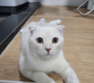 스코티쉬 폴드 무료분양