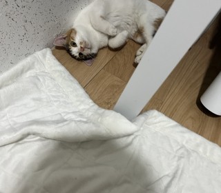 한국 고양이 무료분양