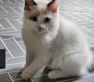렉돌 무료분양
