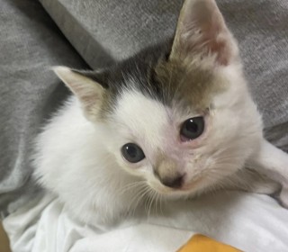한국 고양이 무료분양