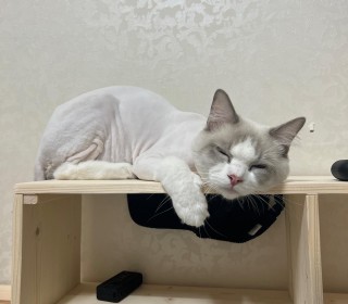 렉돌 무료분양