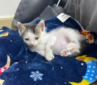 한국 고양이 무료분양