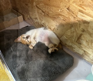 한국 고양이 무료분양