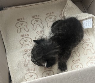 한국 고양이 무료분양