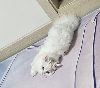 페르시안 무료분양