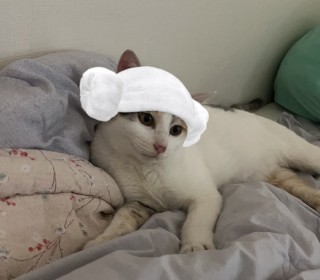 한국 고양이 무료분양
