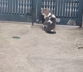 한국 고양이 무료분양