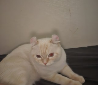 기타 무료분양