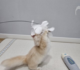 기타 무료분양