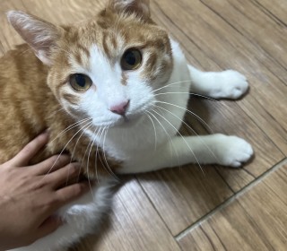 한국 고양이 무료분양