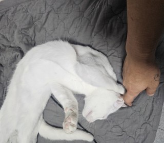 한국 고양이 무료분양