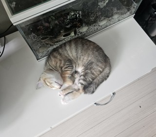 한국 고양이 무료분양