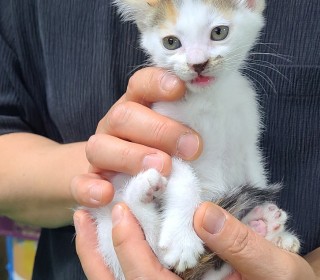한국 고양이 무료분양