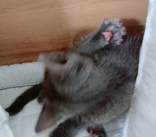 러시안 블루 무료분양