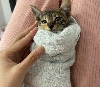 한국 고양이 무료분양