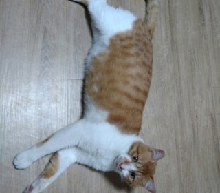 한국 고양이 무료분양
