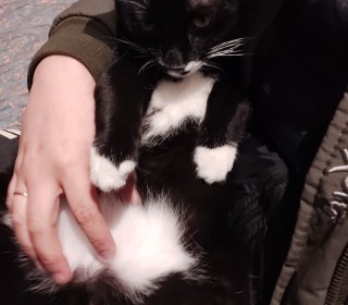 한국 고양이 무료분양