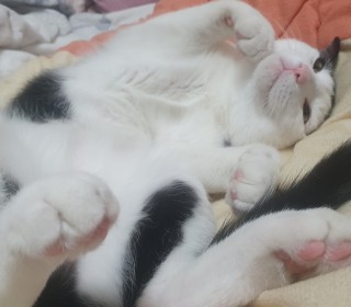 한국 고양이 무료분양
