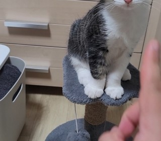 기타 무료분양