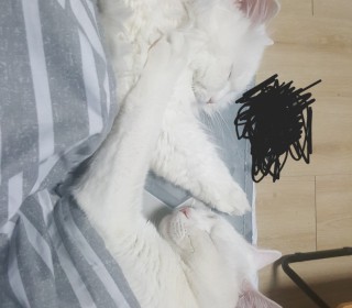 기타 무료분양