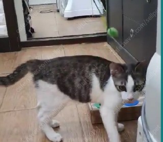 한국 고양이 무료분양