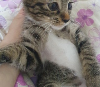 한국 고양이 무료분양
