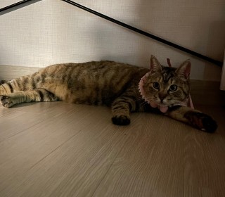 한국 고양이 무료분양