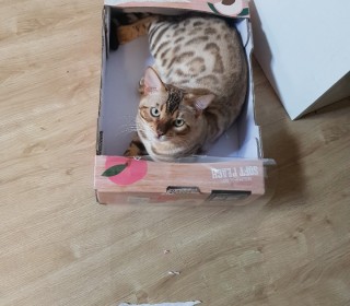 기타 무료분양