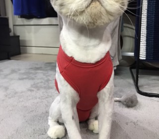 페르시안 무료분양