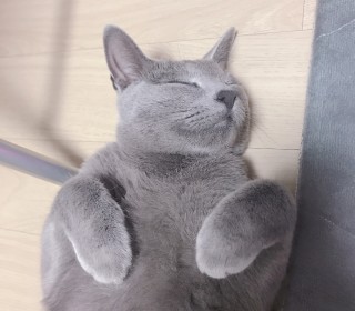 러시안 블루 무료분양