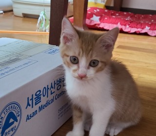 한국 고양이 무료분양