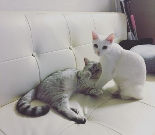 기타 무료분양
