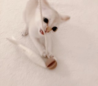 기타 무료분양