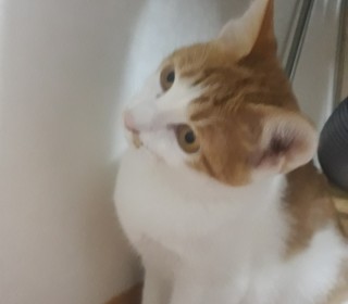 기타 무료분양