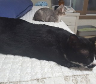 한국 고양이 무료분양
