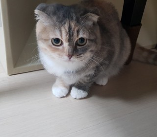 스코티쉬 폴드 무료분양